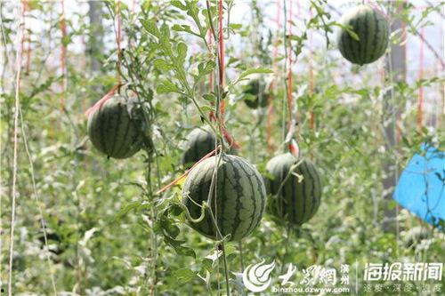 五一爆料最新吃瓜视频,最新视频曝光惊人内幕