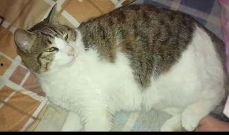 吃瓜爆料猫,吃瓜爆料猫带你探秘明星幕后故事