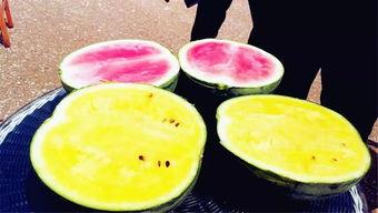 苏州吃瓜爆料,揭秘当地美食圈的那些事儿