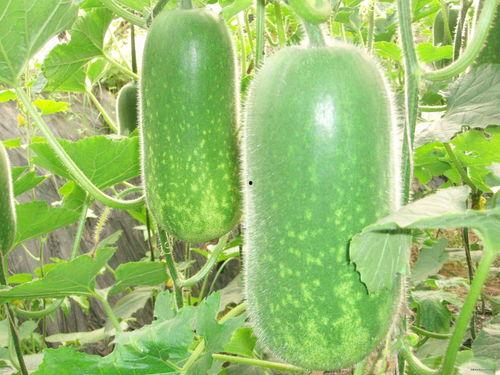 正能量网红吃瓜图片高清,正能量网红美食瞬间