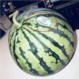 巧乐兹网红吃瓜怎么了