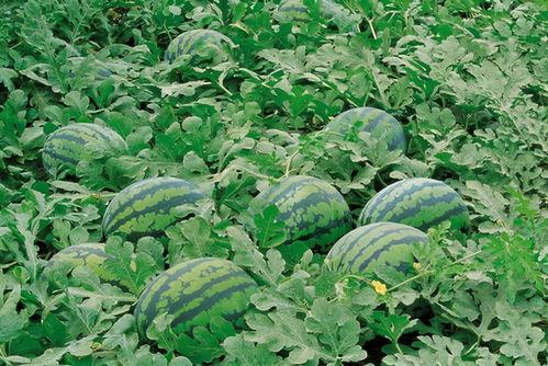 网红刘二萌吃瓜图片壁纸,网红美食壁纸新潮流