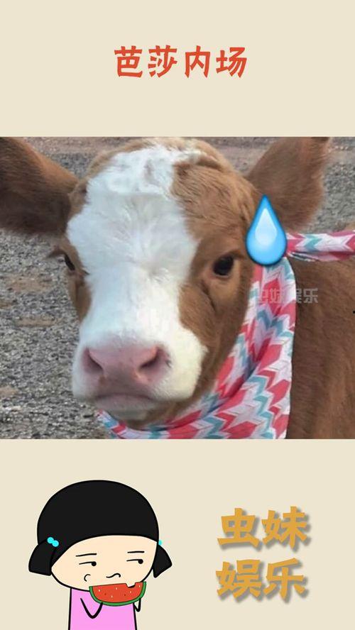 娱乐吃瓜酱小鱼